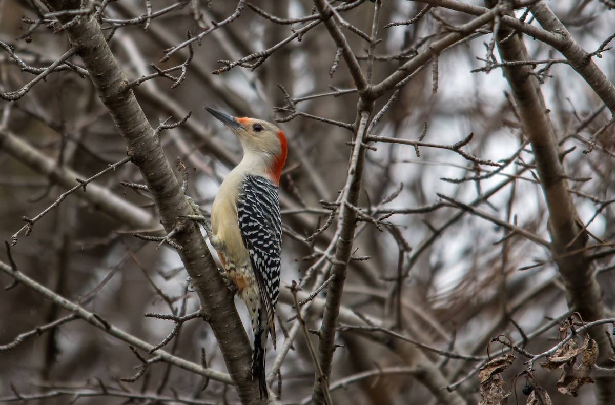 Red-bellied Woodpecker - Frank King