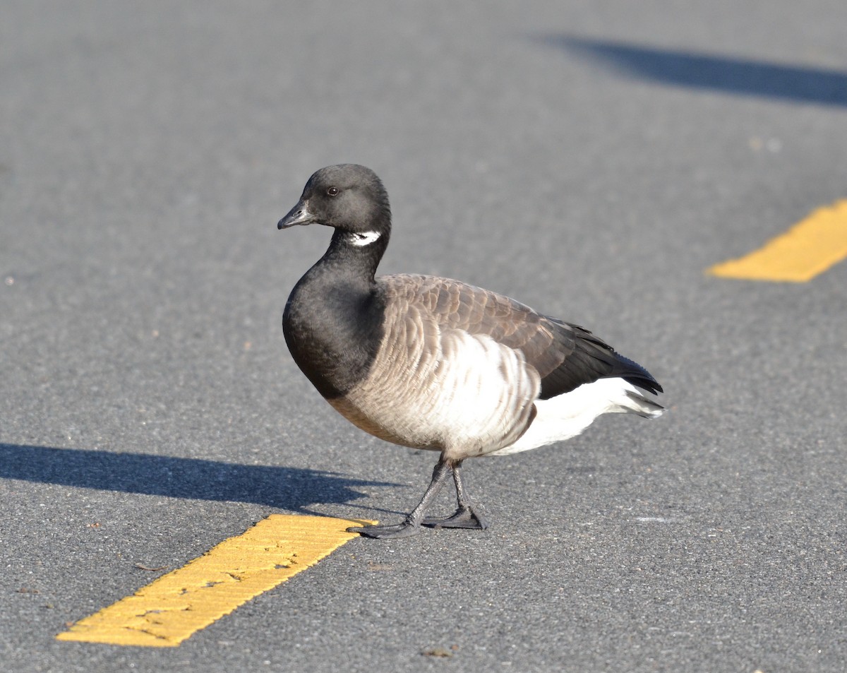 Branta musubeltza - ML131197601