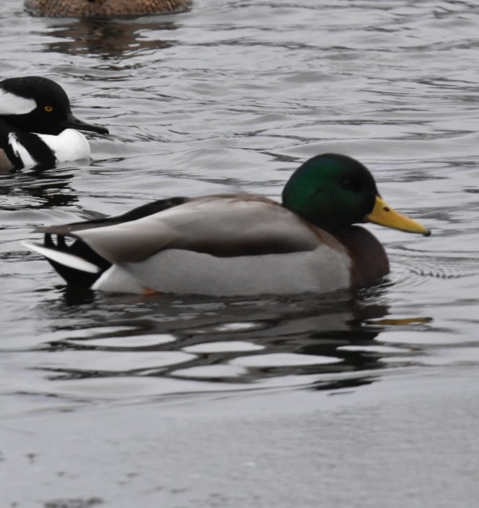 Canard colvert - ML131199941