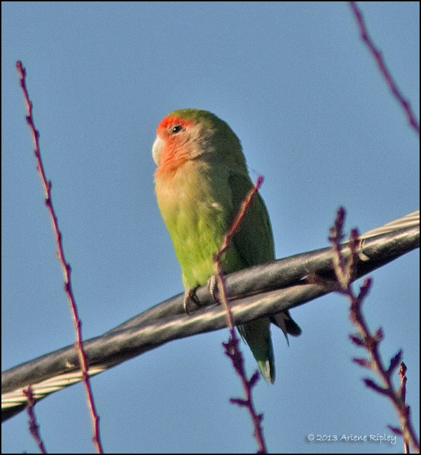 Rosy-faced Lovebird - ML131200831