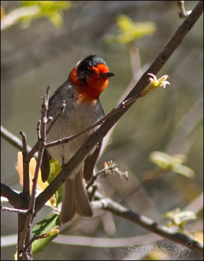 Red-faced Warbler - Arlene Ripley