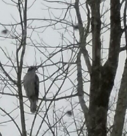 American Goshawk - ML131201641