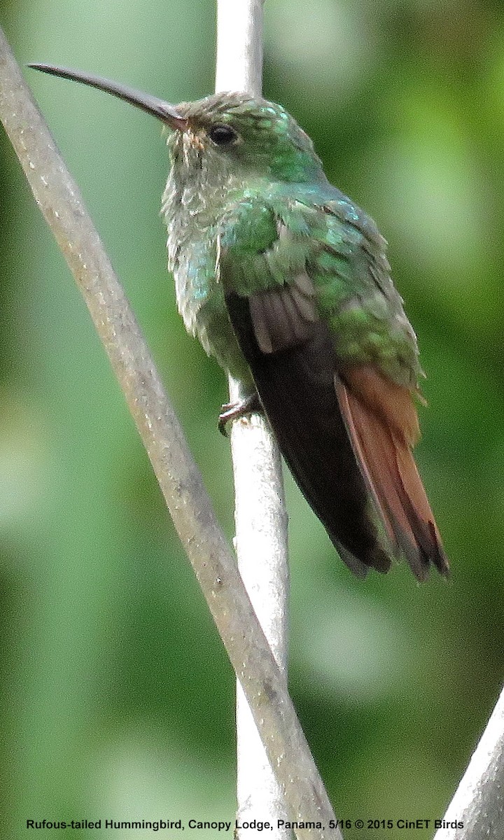 Rufous-tailed Hummingbird - ML131202931