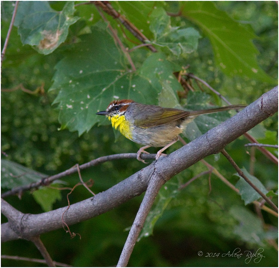 Rufous-capped Warbler - ML131203001