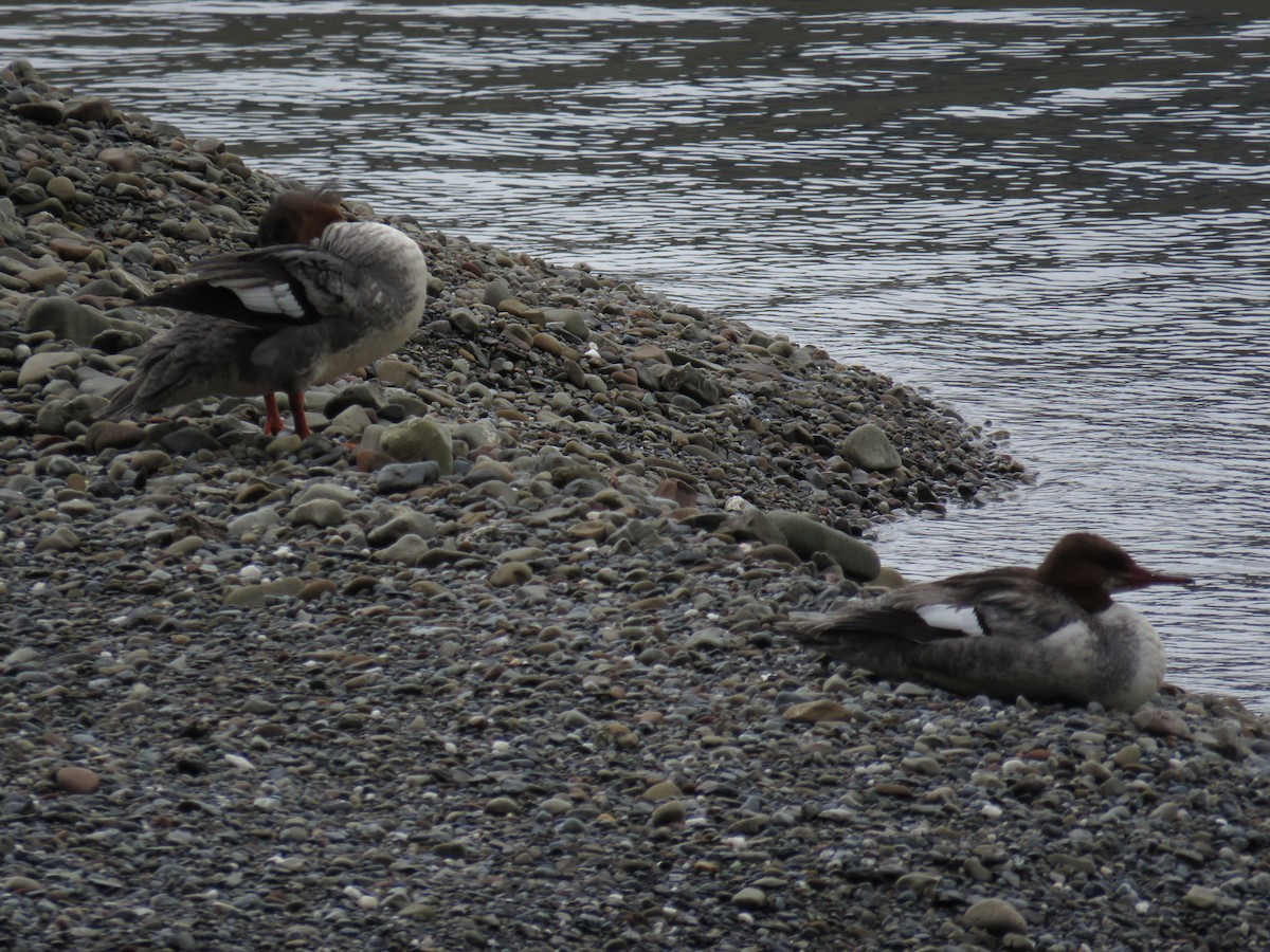 カワアイサ（americanus） - ML131203411