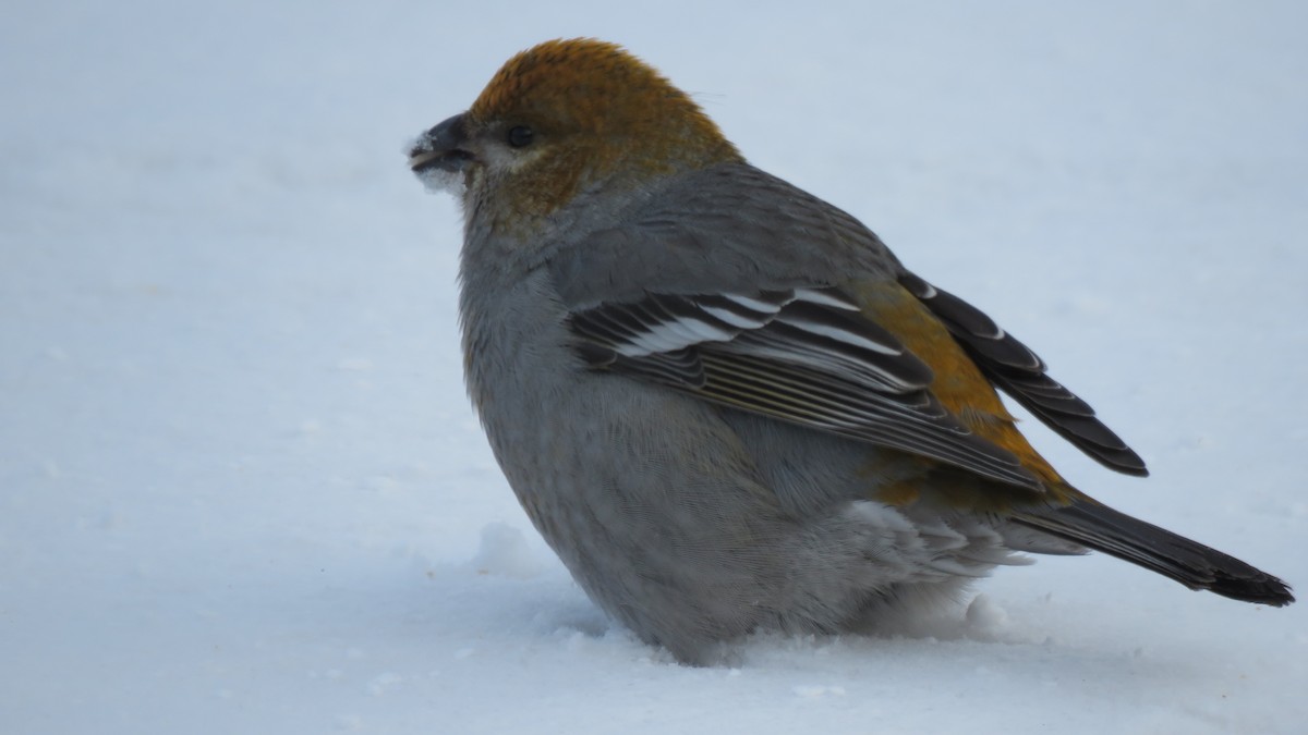 Pine Grosbeak - ML131203901