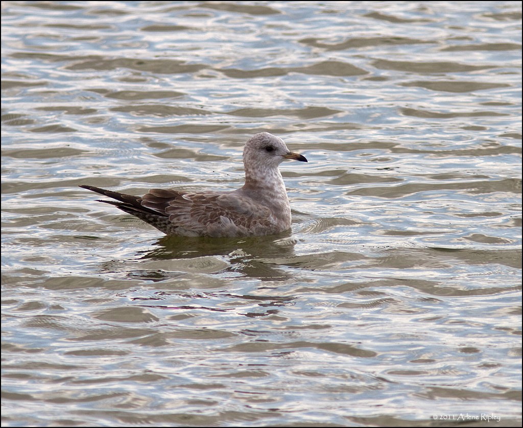 Short-billed Gull - ML131205381