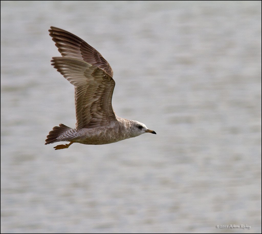 Short-billed Gull - ML131205401