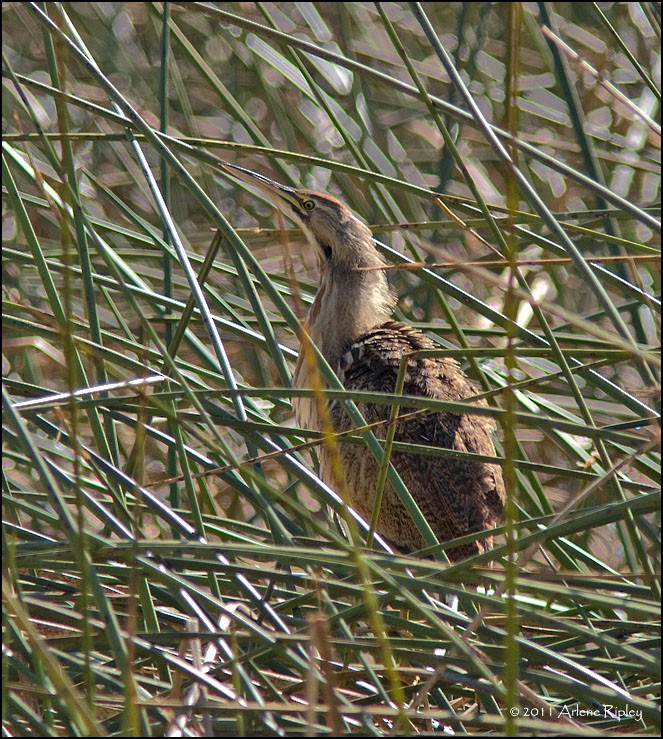 American Bittern - ML131205421