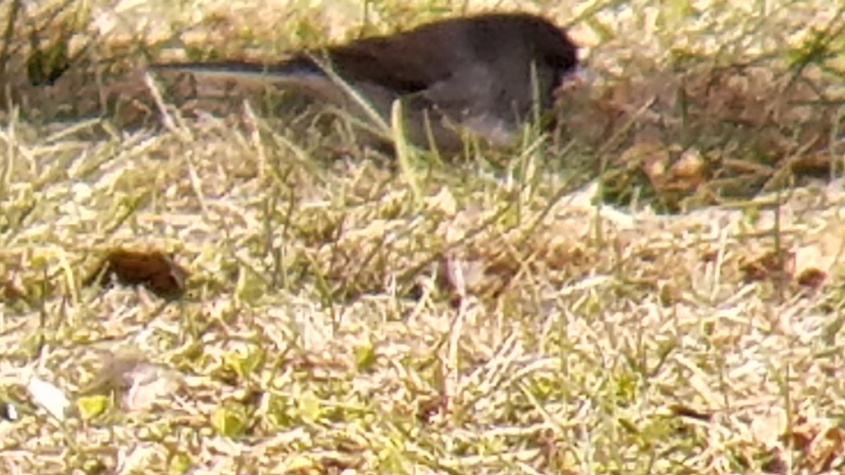 Dark-eyed Junco (cismontanus) - ML131205921