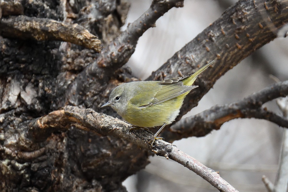 Orange-crowned Warbler - ML131206431