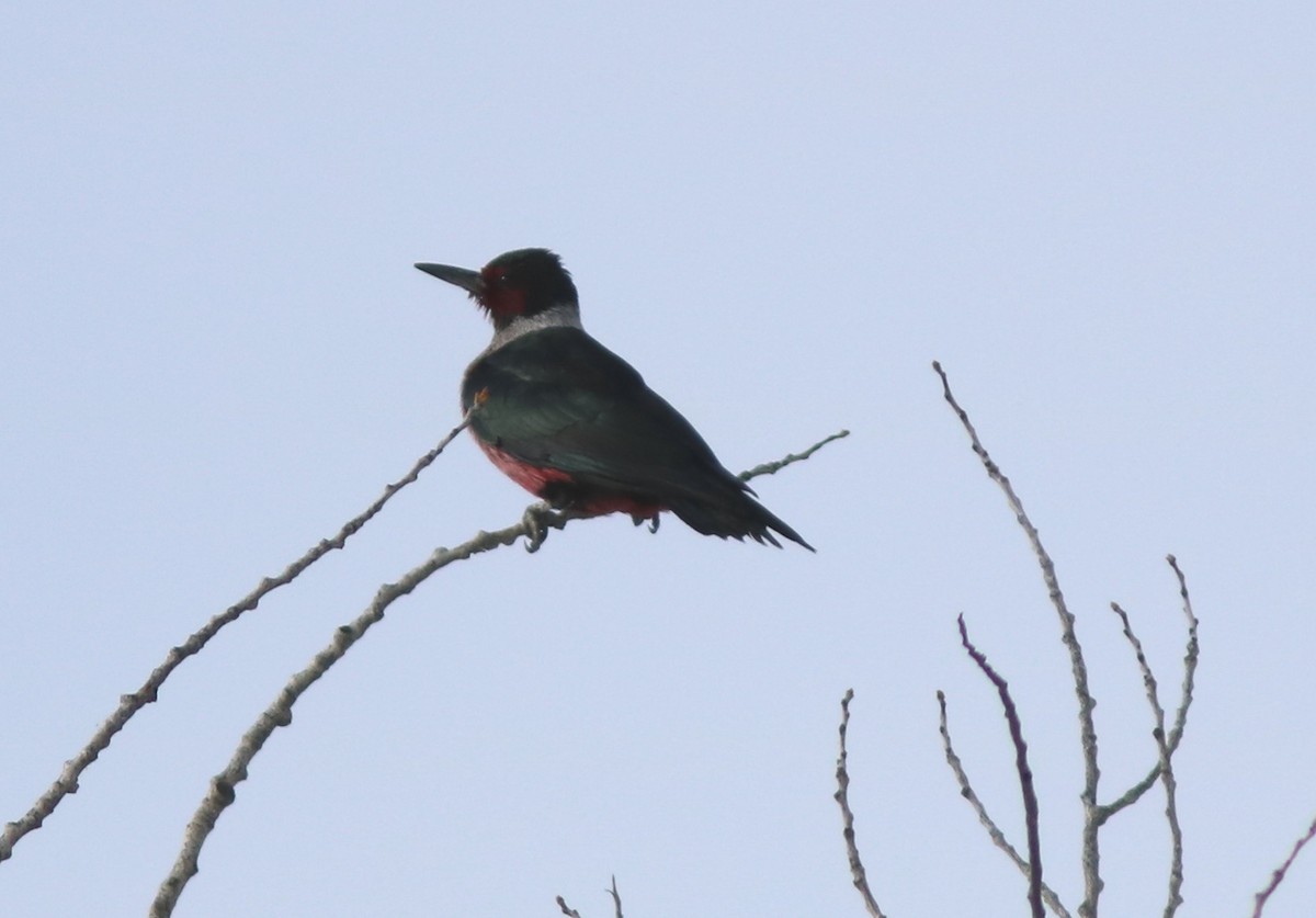 Lewis's Woodpecker - ML131208911