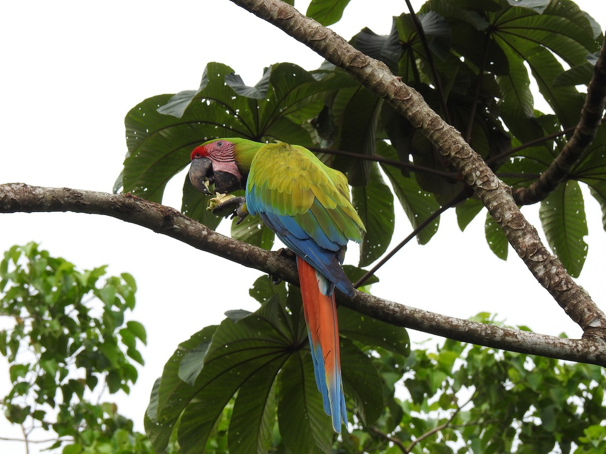 Great Green Macaw - John and Milena Beer
