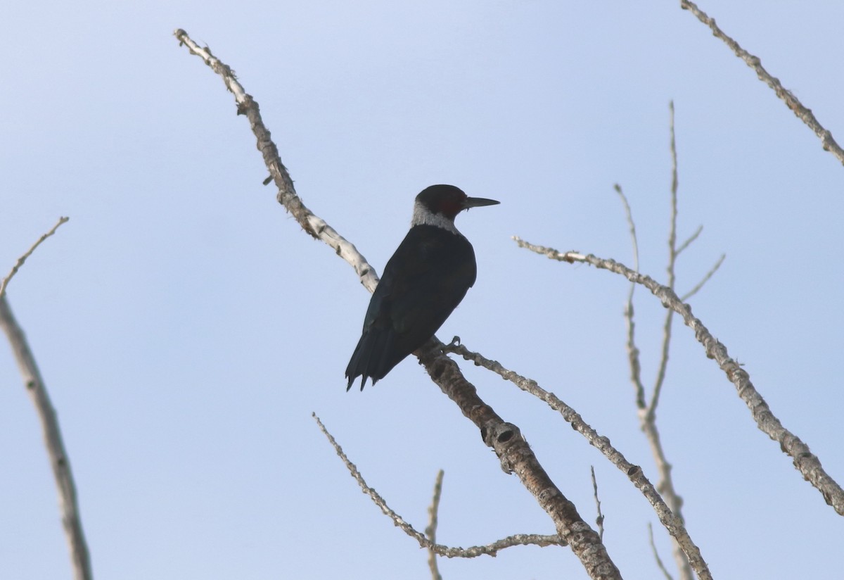 Lewis's Woodpecker - ML131208991