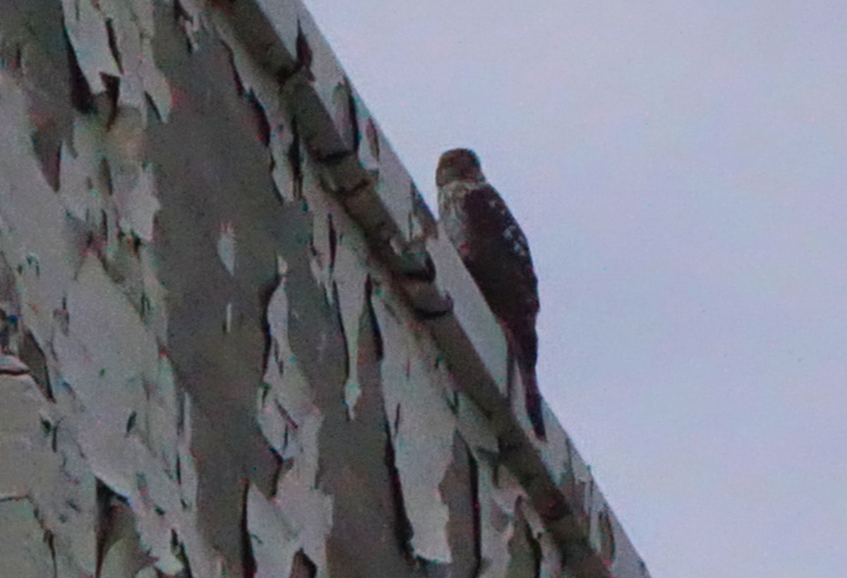 Cooper's Hawk - ML131210851