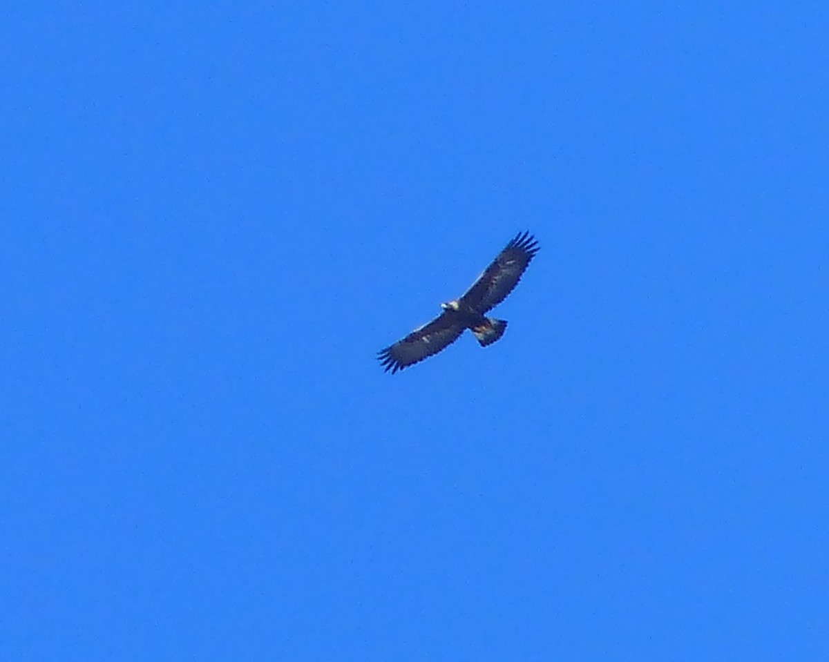 Golden Eagle - ML131211781