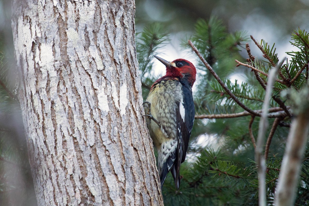 Red-naped x Red-breasted Sapsucker (hybrid) - ML131211811