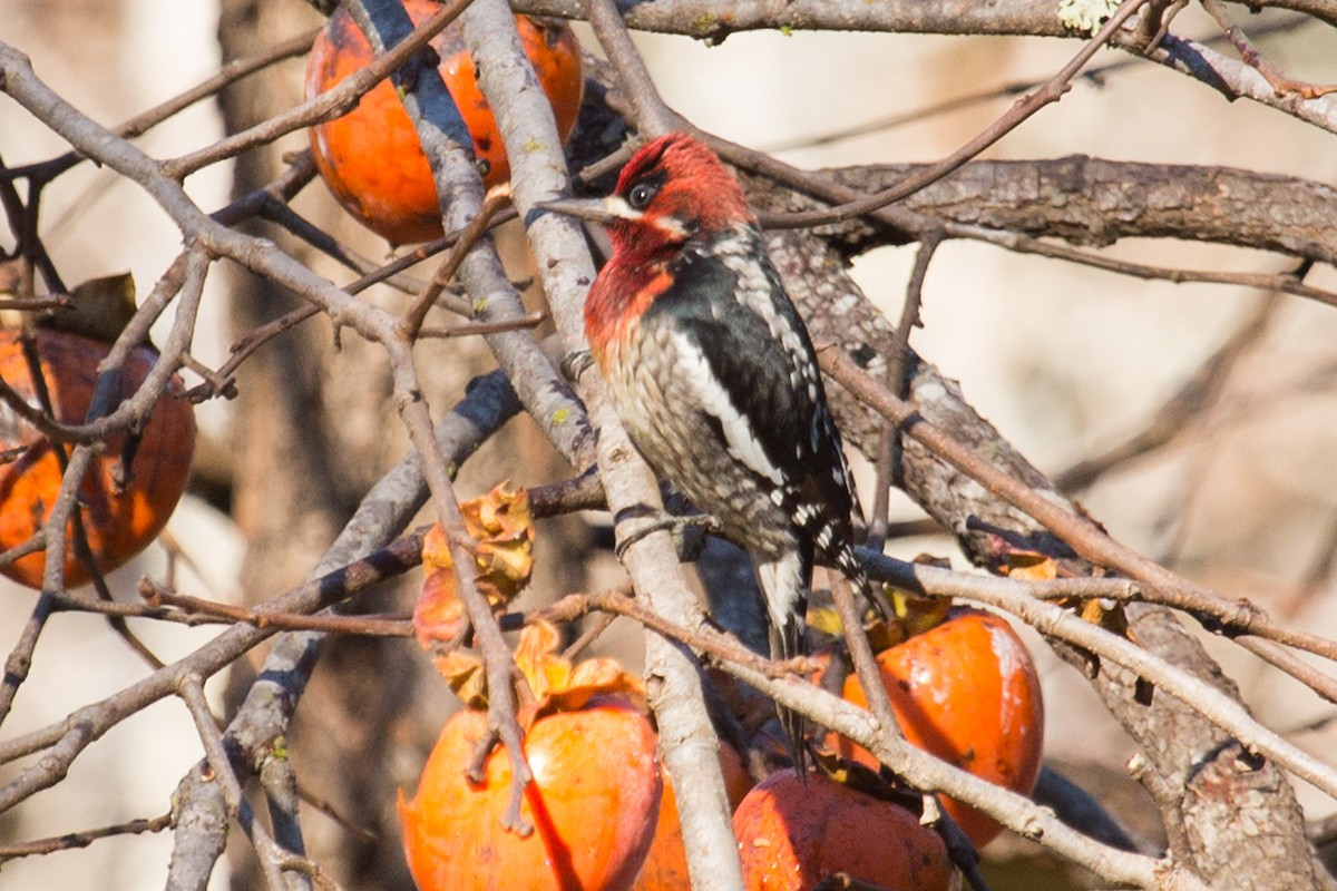 Red-breasted Sapsucker - ML131211851