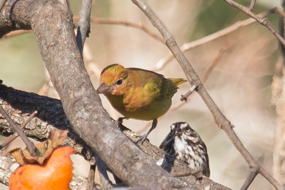 Summer Tanager - Donna Pomeroy