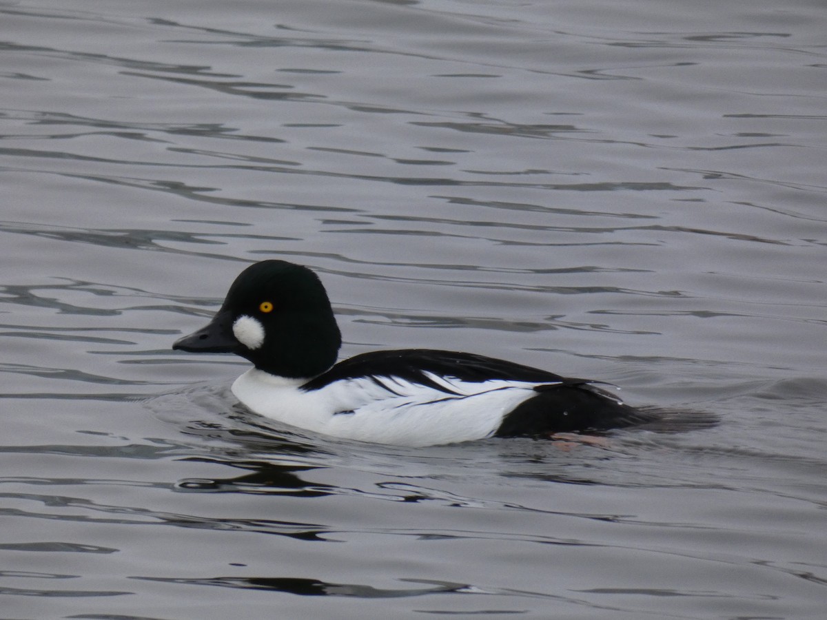 Common Goldeneye - Barry Mast