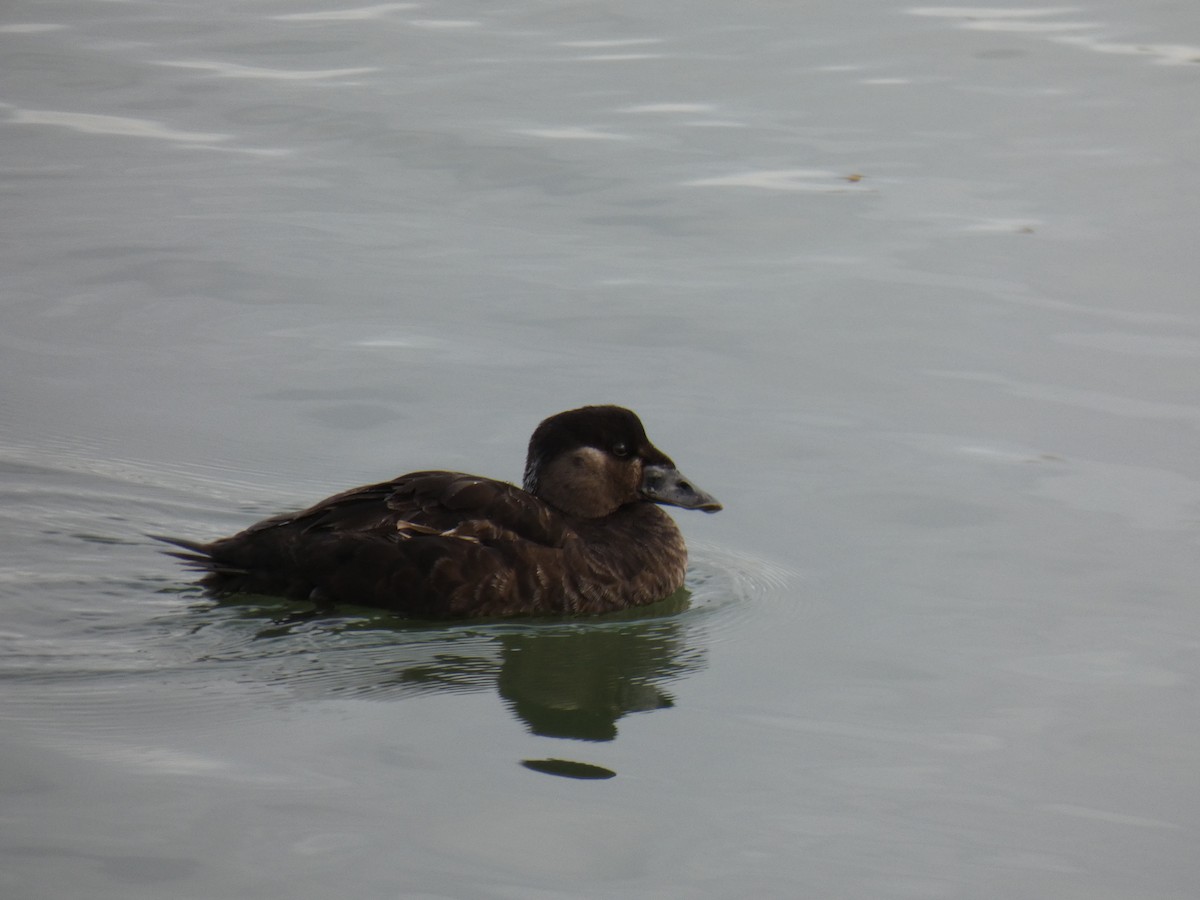 Surf Scoter - Barry Mast