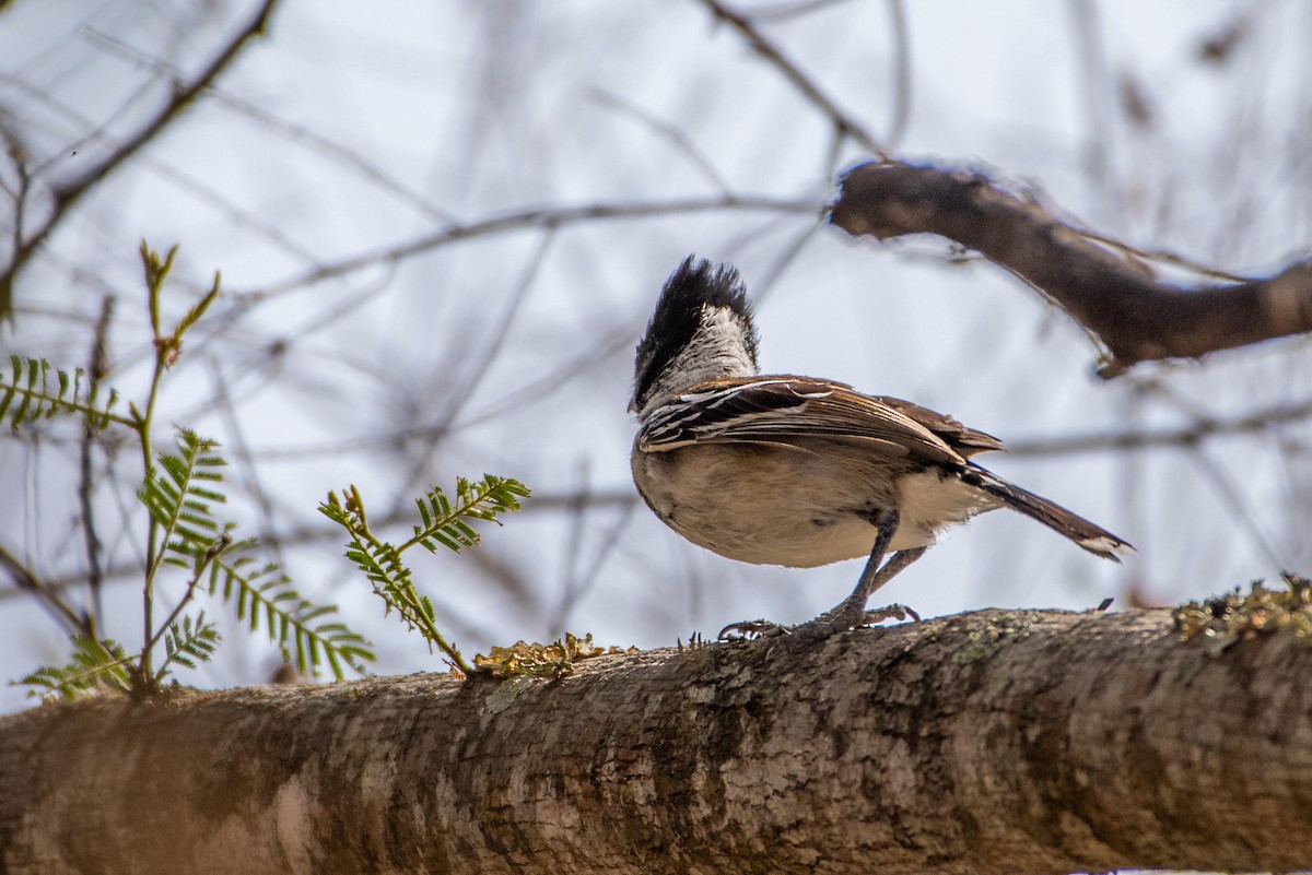 Collared Antshrike - ML131213541