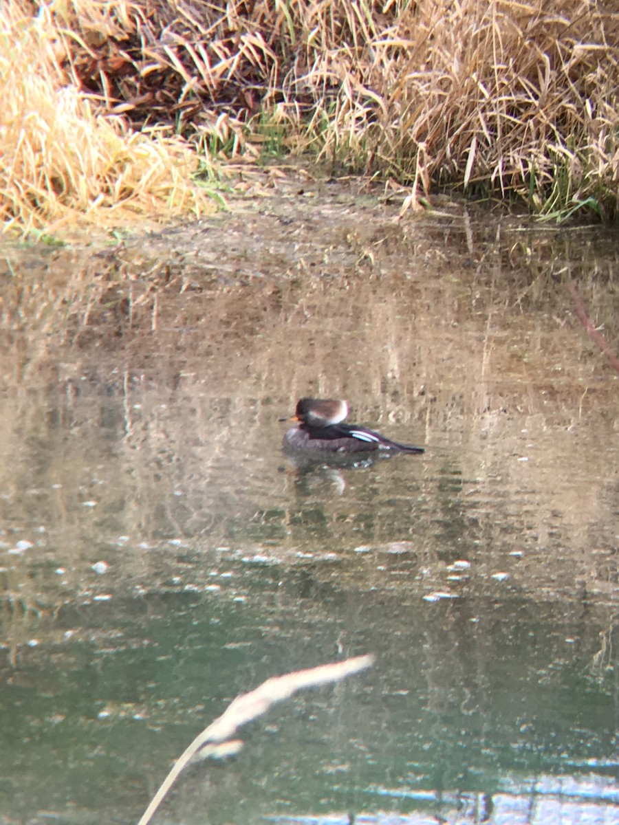 Hooded Merganser - ML131215051