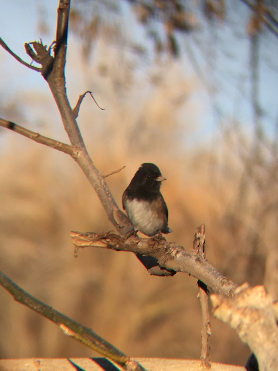 Junco Ojioscuro - ML131215141