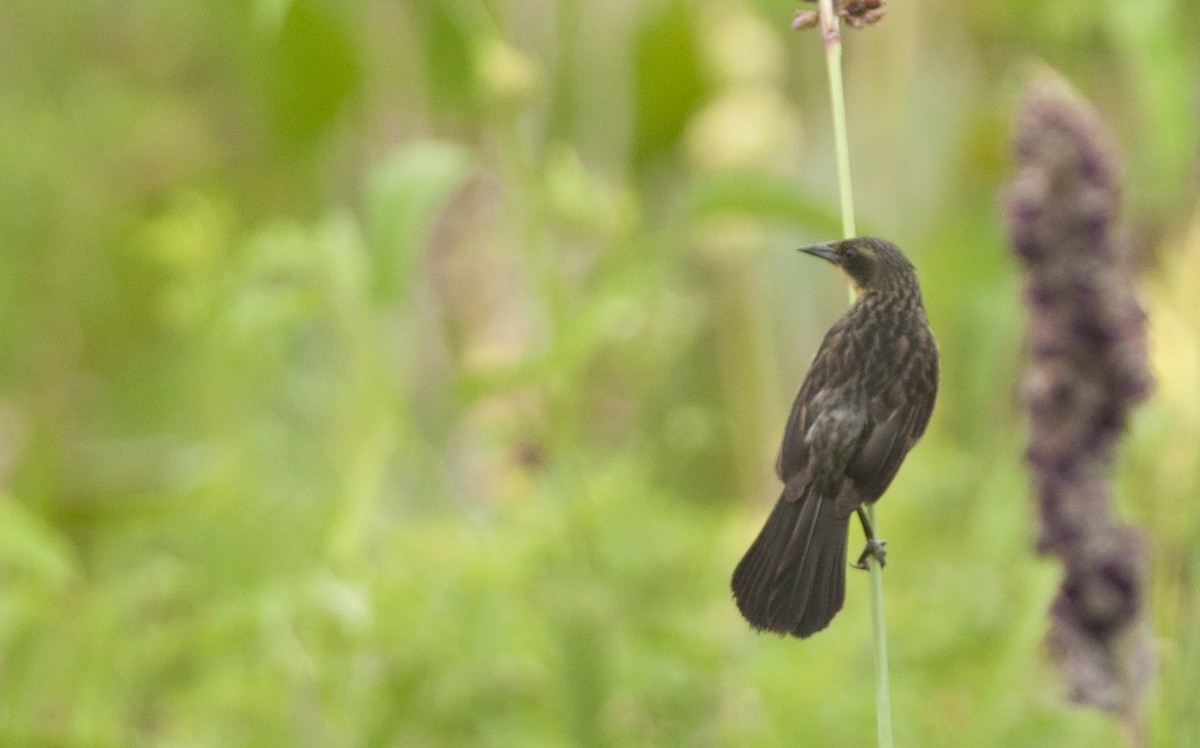 Unicolored Blackbird - ML131215521