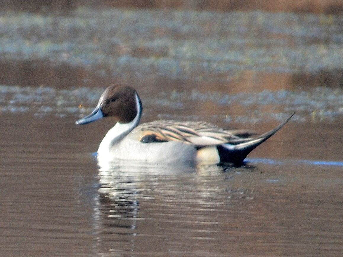 Northern Pintail - ML131215571