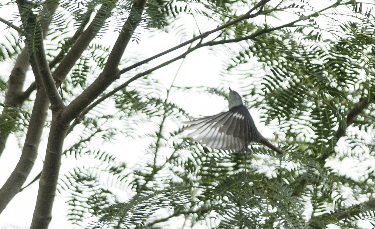 Chestnut-vented Conebill - ML131215671