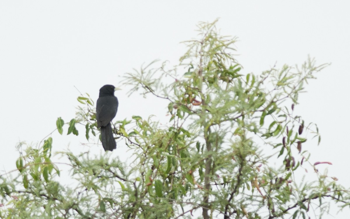 Solitary Black Cacique - ML131215711