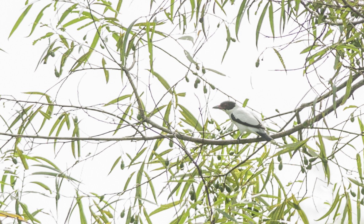 Black-tailed Tityra - ML131216151