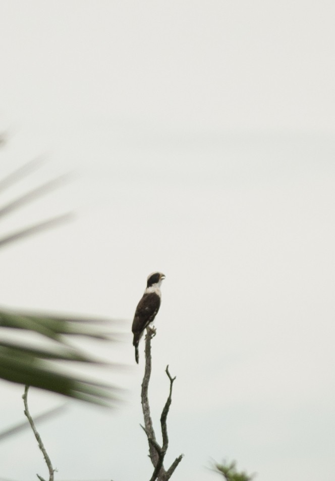 Laughing Falcon - Giselle Mangini