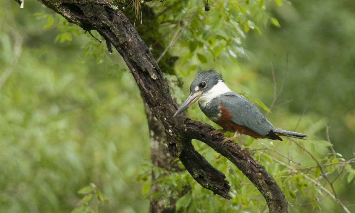 Ringed Kingfisher - ML131216361