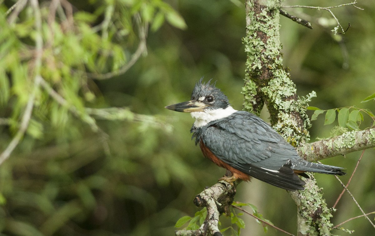 Ringed Kingfisher - ML131216631