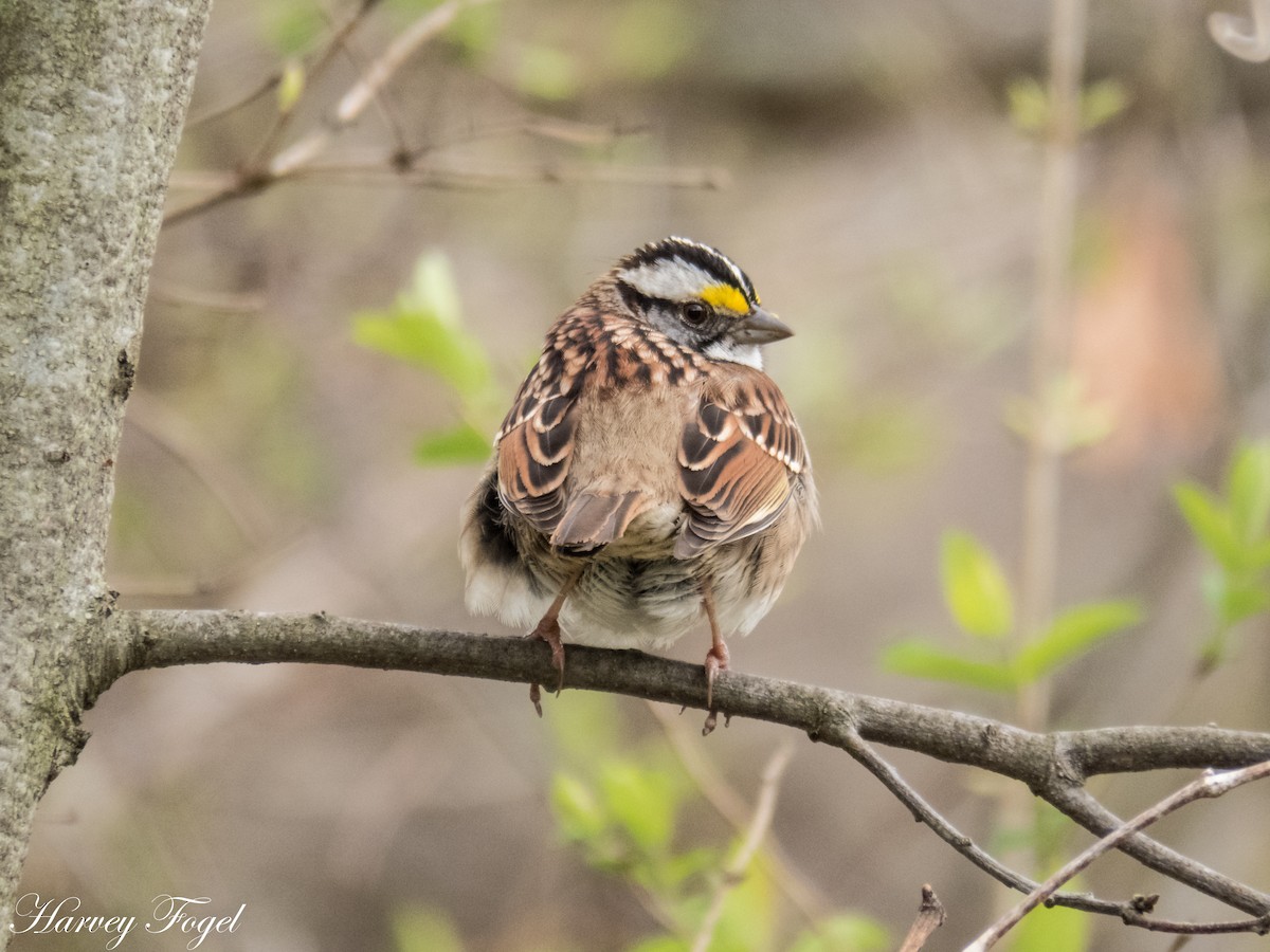 White-throated Sparrow - ML131216641