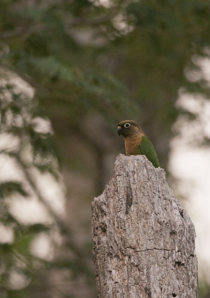 Conure de Vieillot - ML131216721