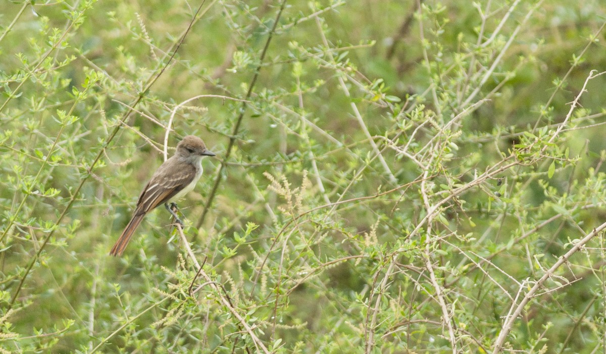 Brown-crested Flycatcher - Giselle Mangini