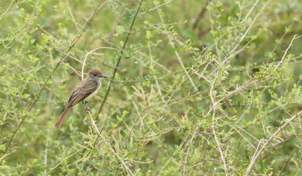 Brown-crested Flycatcher - ML131216831