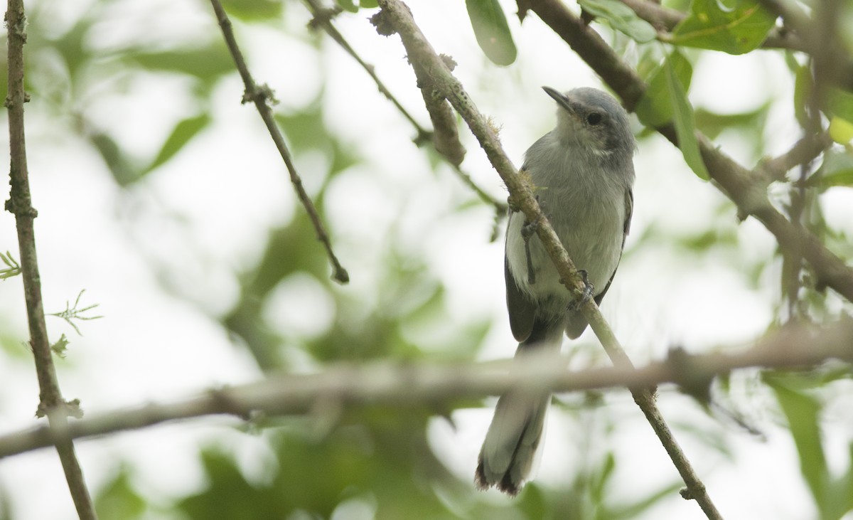 Masked Gnatcatcher - ML131217651