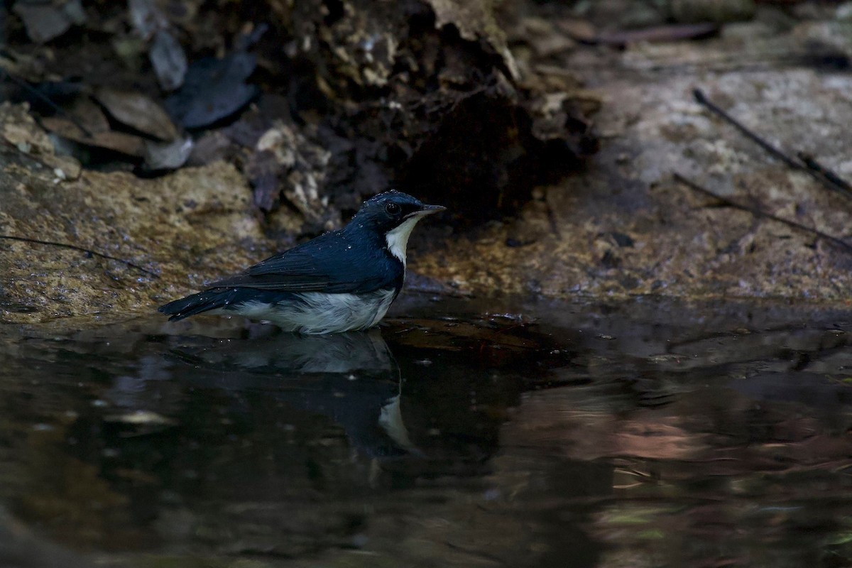 Siberian Blue Robin - ML131218251