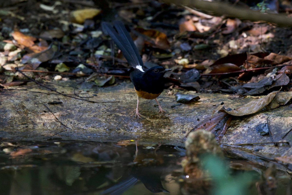 White-rumped Shama - ML131218461