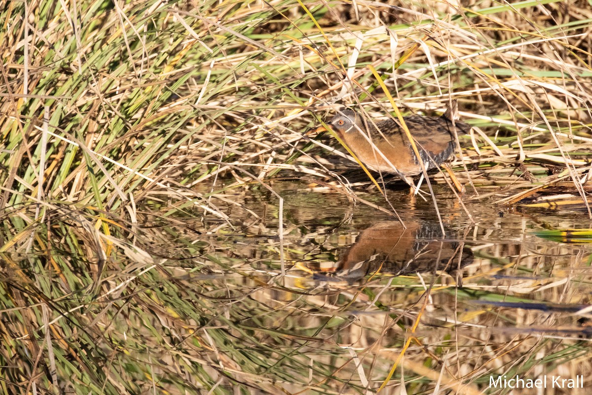 Virginia Rail - ML131221461