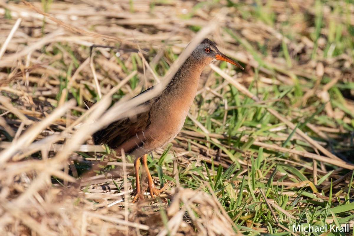 Virginia Rail - ML131221471