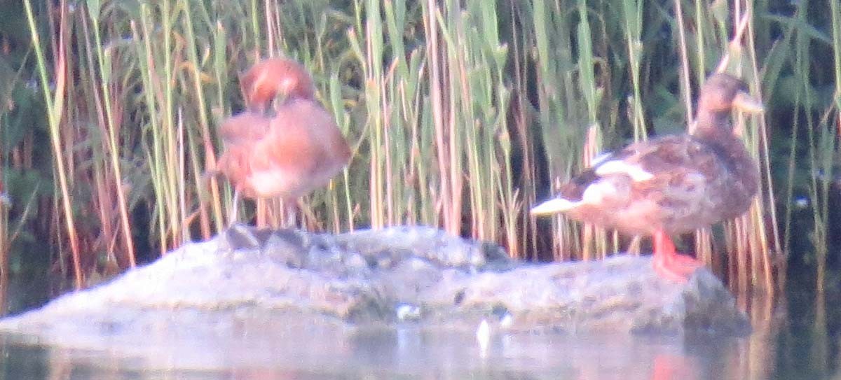 Canvasback - Brian Bailey