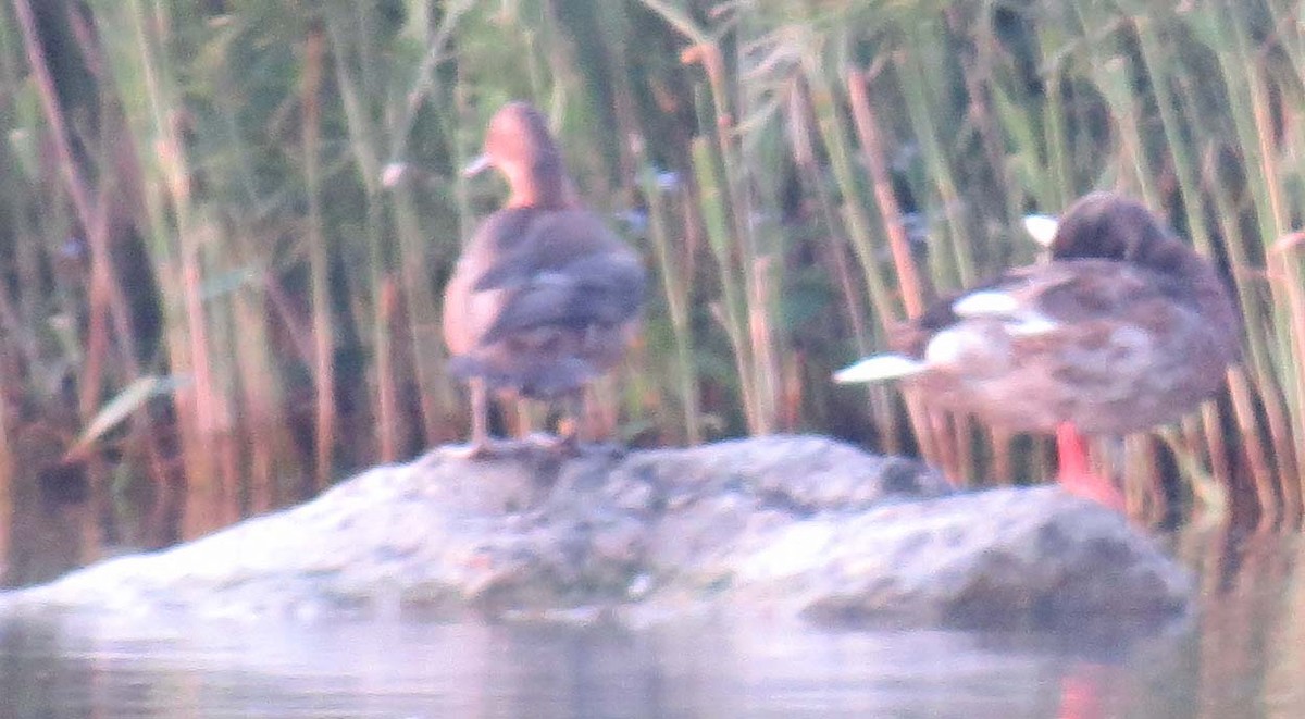 Canvasback - Brian Bailey