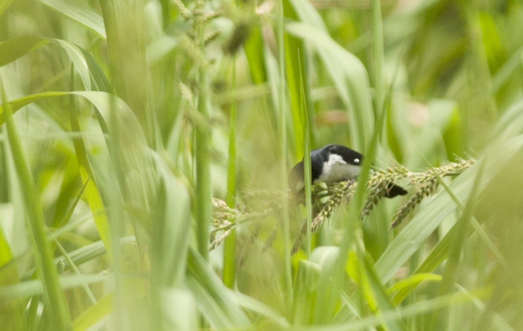 Lined Seedeater - Giselle Mangini