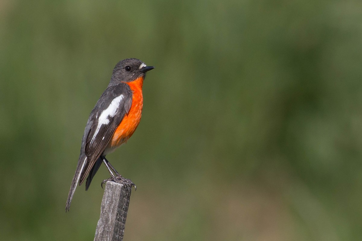 Flame Robin - ML131229871