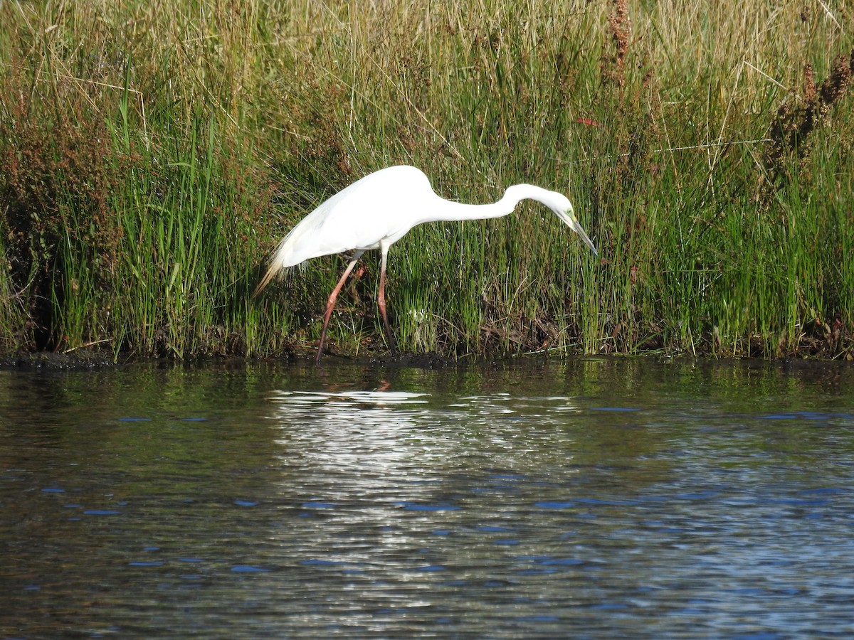 volavka bílá - ML131230341